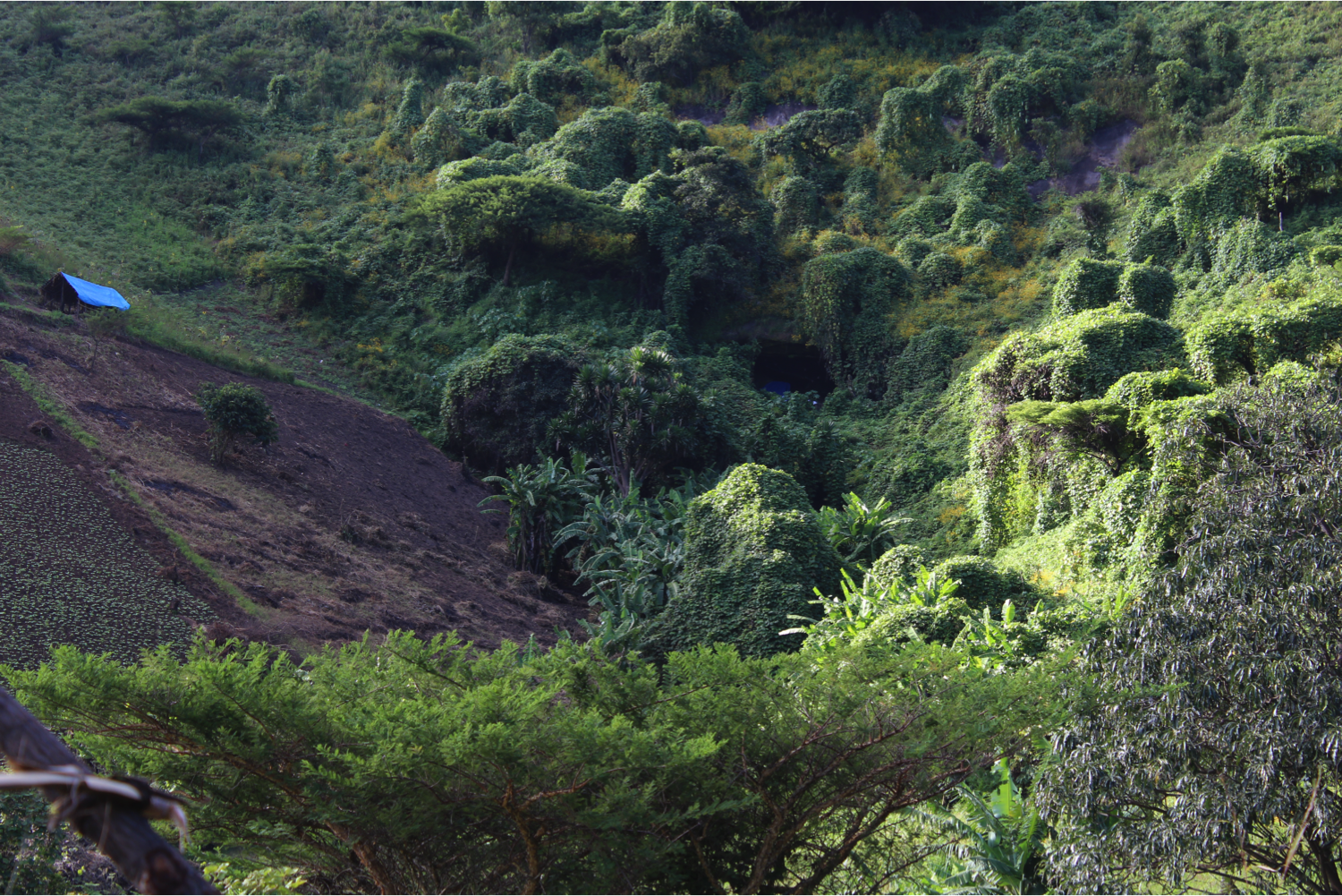 The cave opening as seen from a distance. Crop fields can also be seen next to the cave.