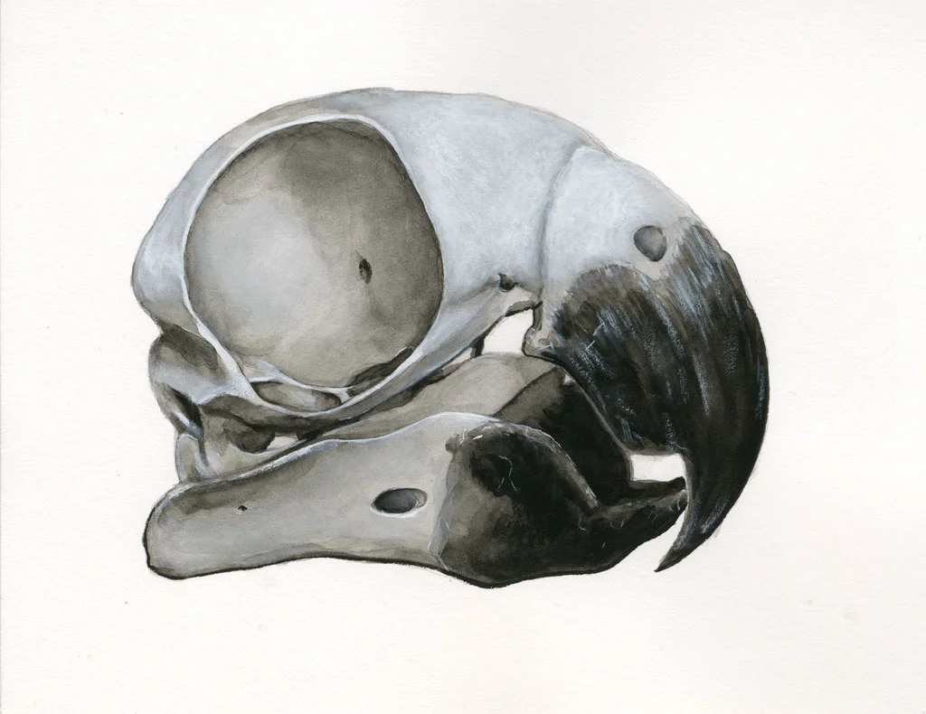 Parrot Skull