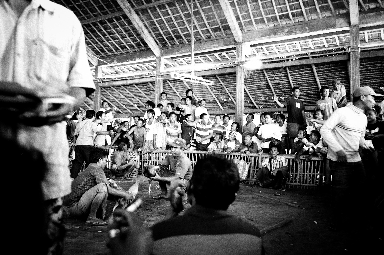  Amed, Bali, Indonesia. 2012.  As a man collects money for bets, the handlers begin to agitate the birds and ruffle their feathers which make the birds anxious to fight. 