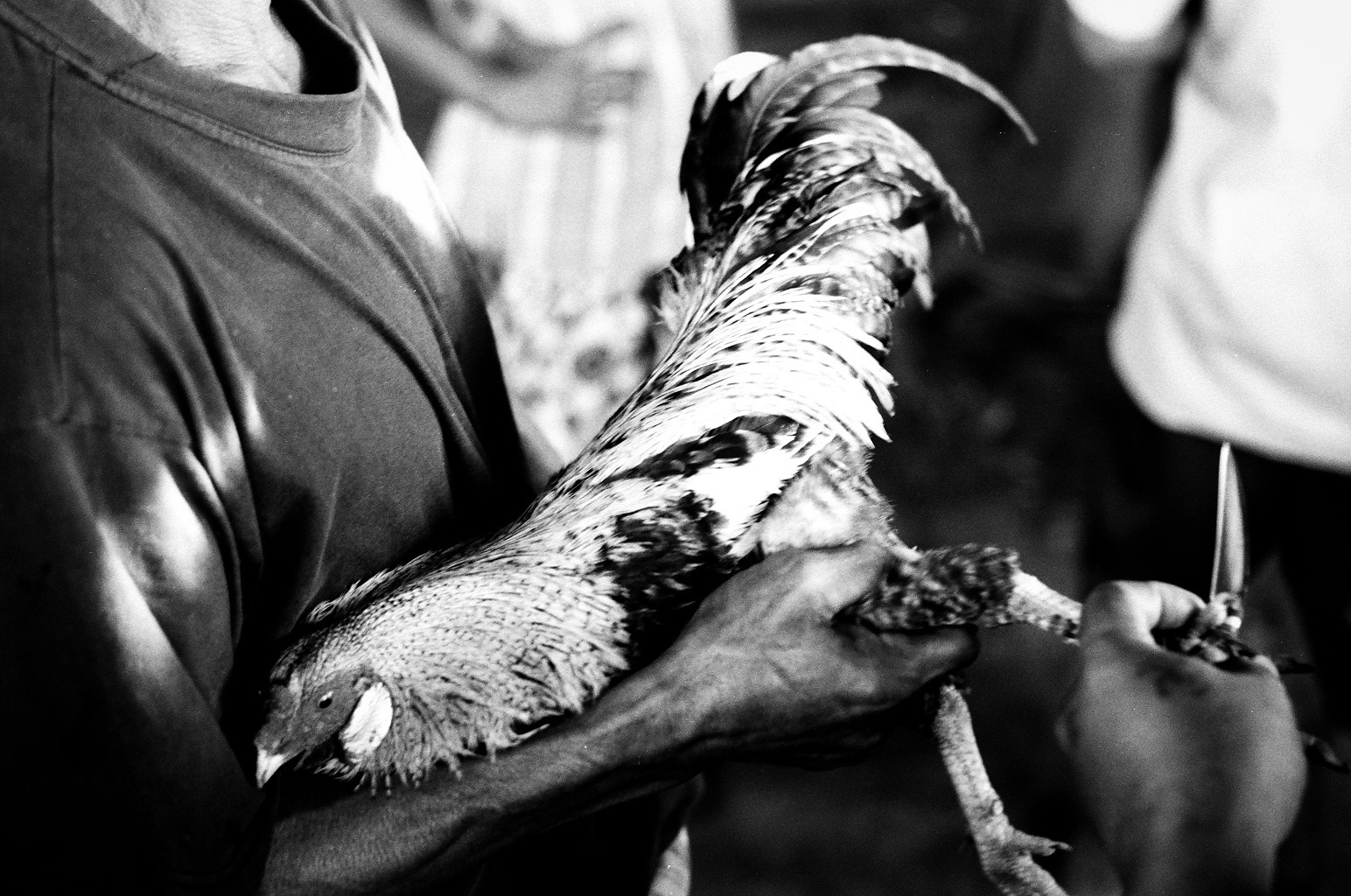 Amed, Bali, Indonesia. 2012. The birds are prepped to fight by having a blade tied to one of their feet with string.