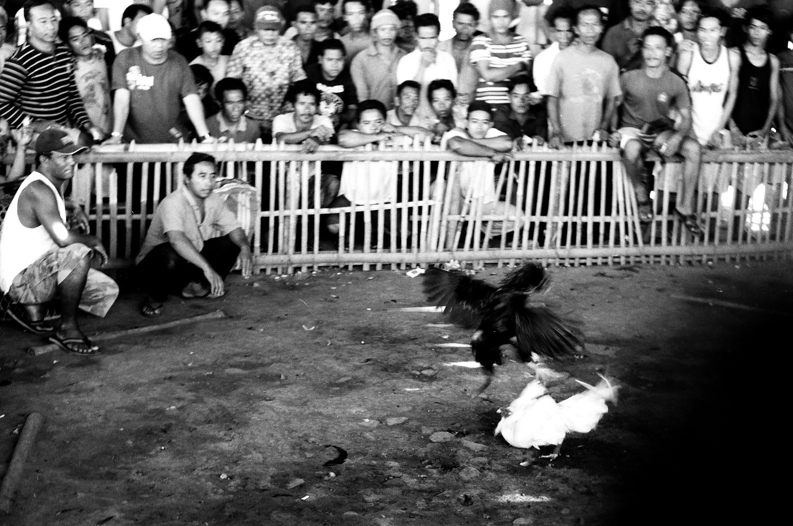 Amed, Bali, Indonesia. 2012. One bird delivers a severe strike on it's opponent as the men watch.