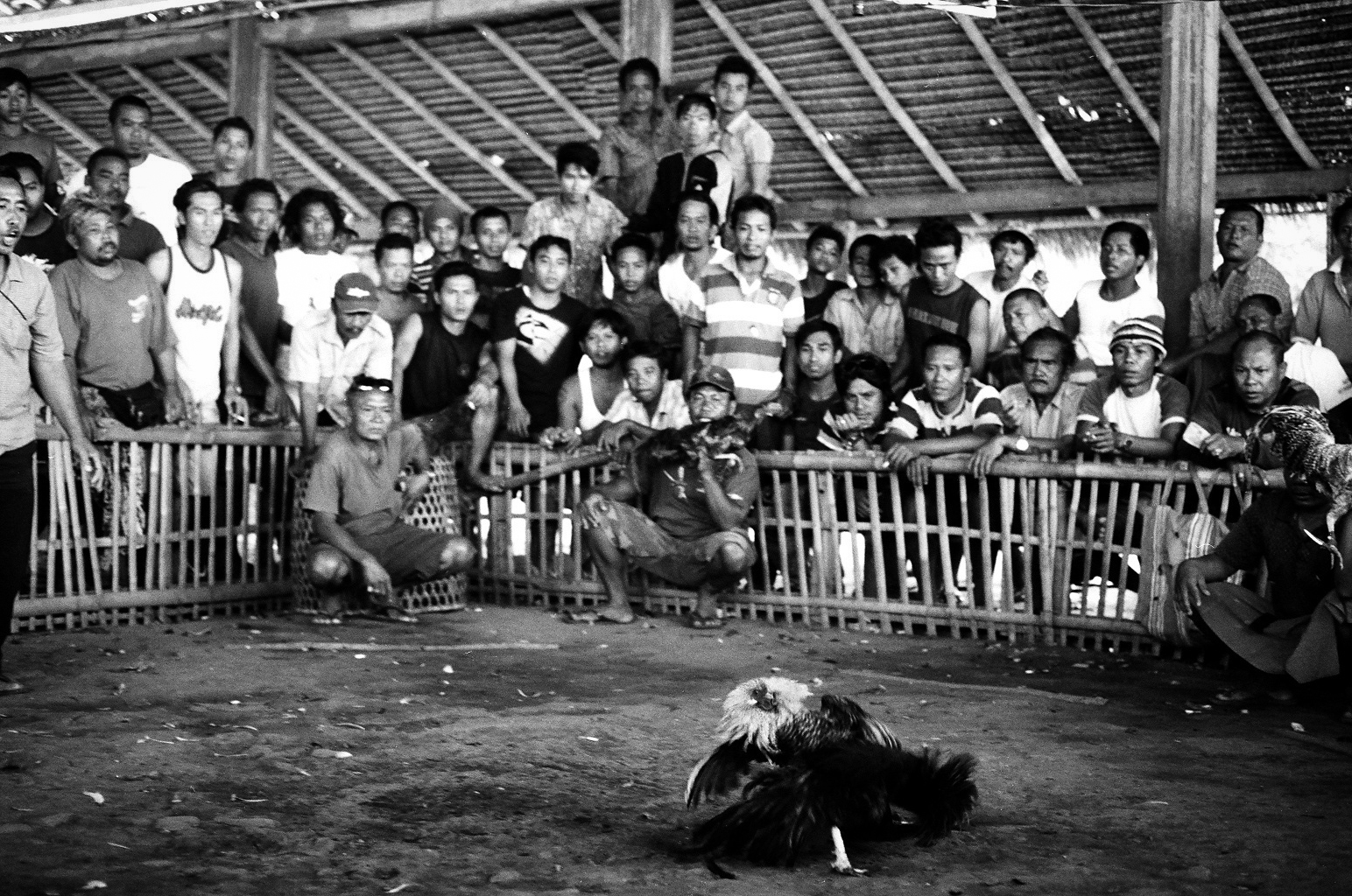 Amed, Bali, Indonesia. 2012. Once the birds begin to fight the men watch intently and cheer for their fighter to win.