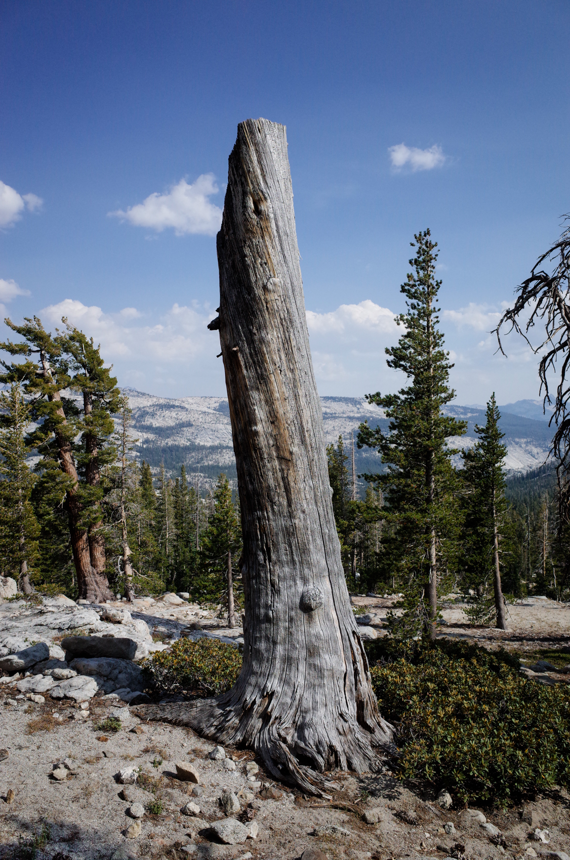  Yosemite National Park, California. August 2015. 