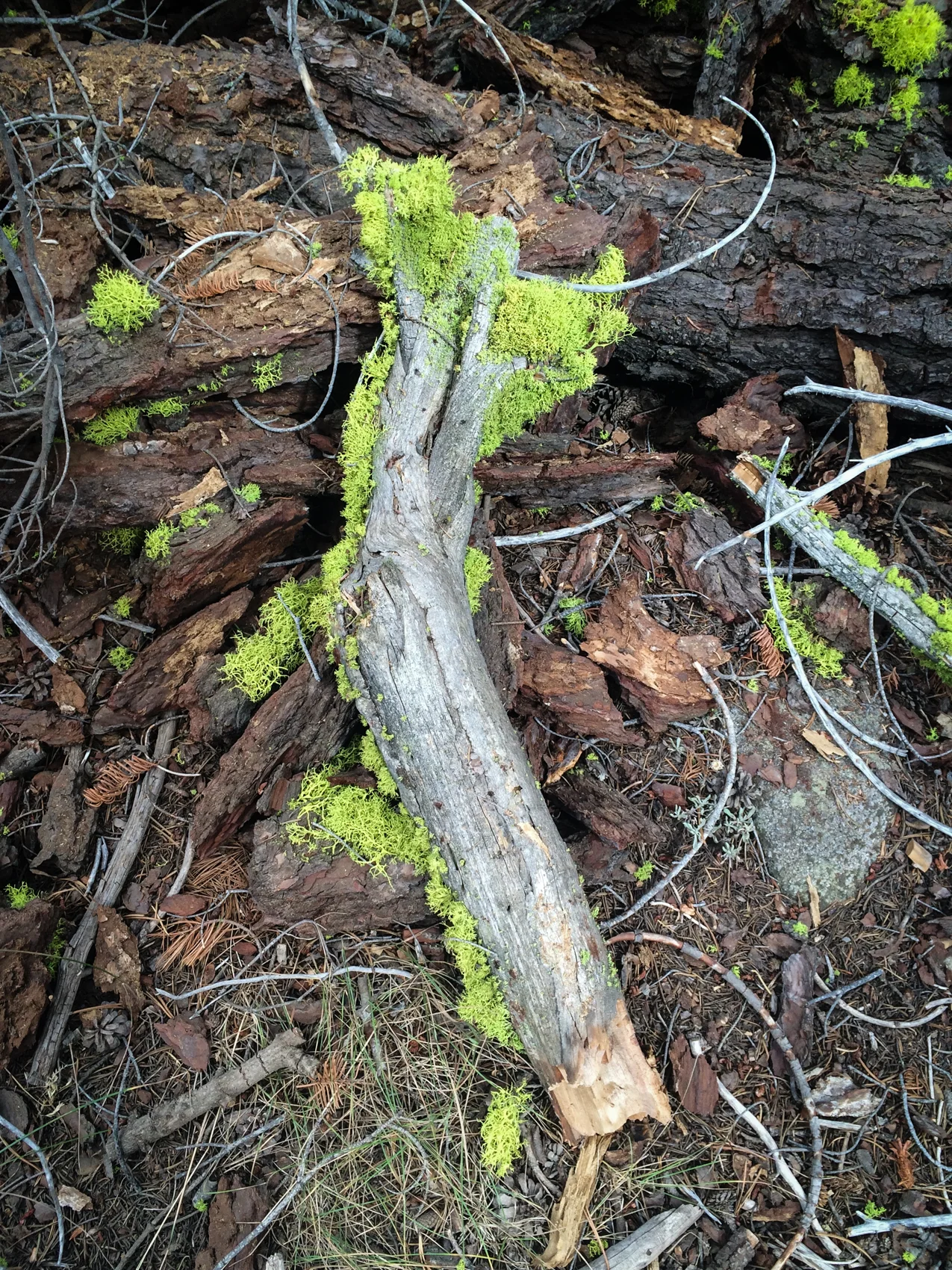 Lichen. Yosemite National Park, California. August 2015.