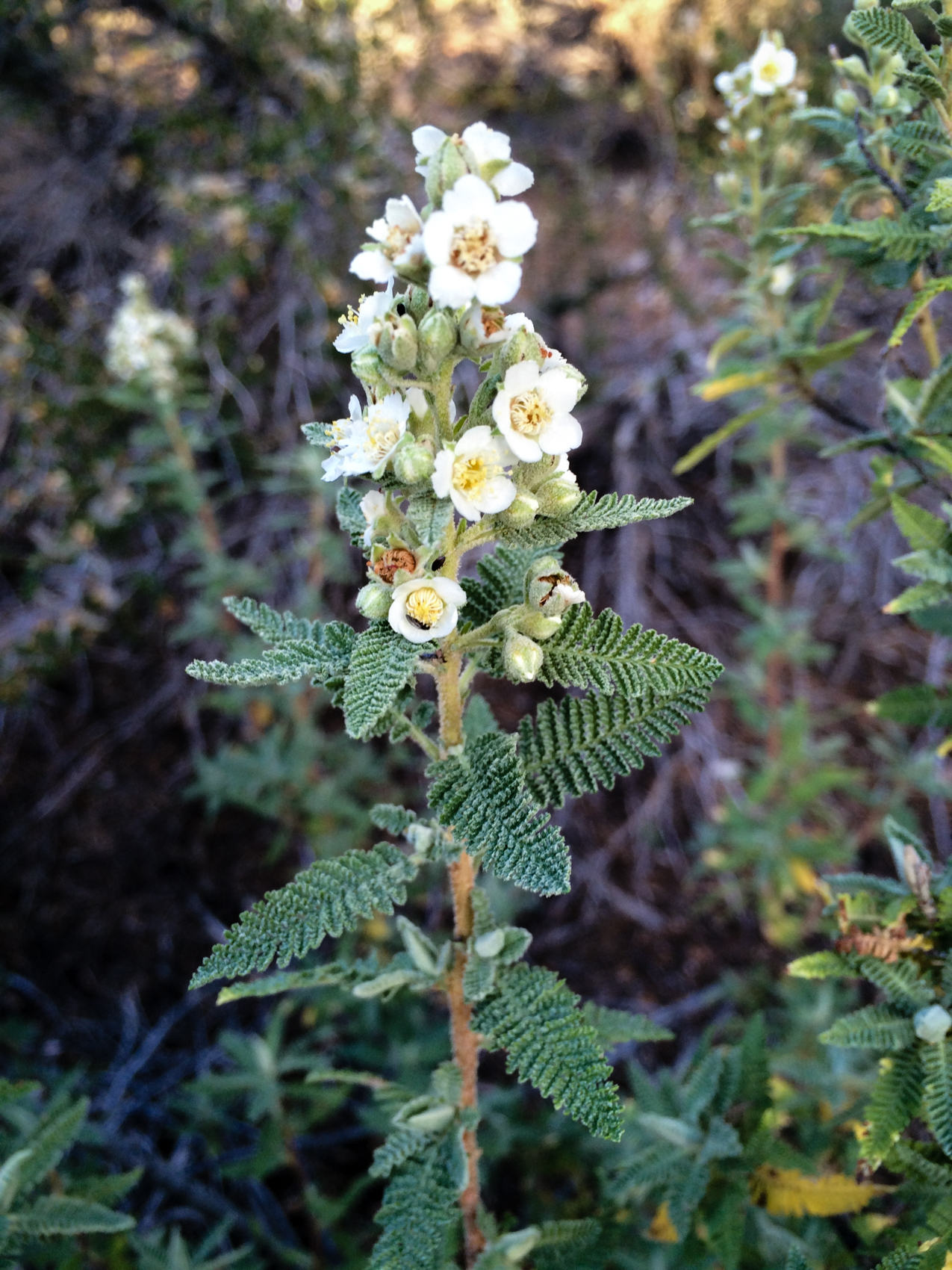  Fernbush. North Rim, Grand Canyon National Park, Arizona. September 2015. 