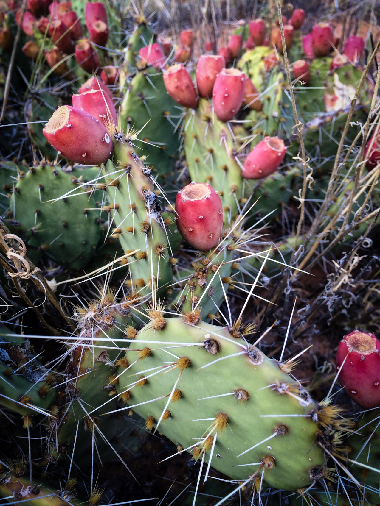  Cactus. Canyonlands National Park, Utah. September 2015. 