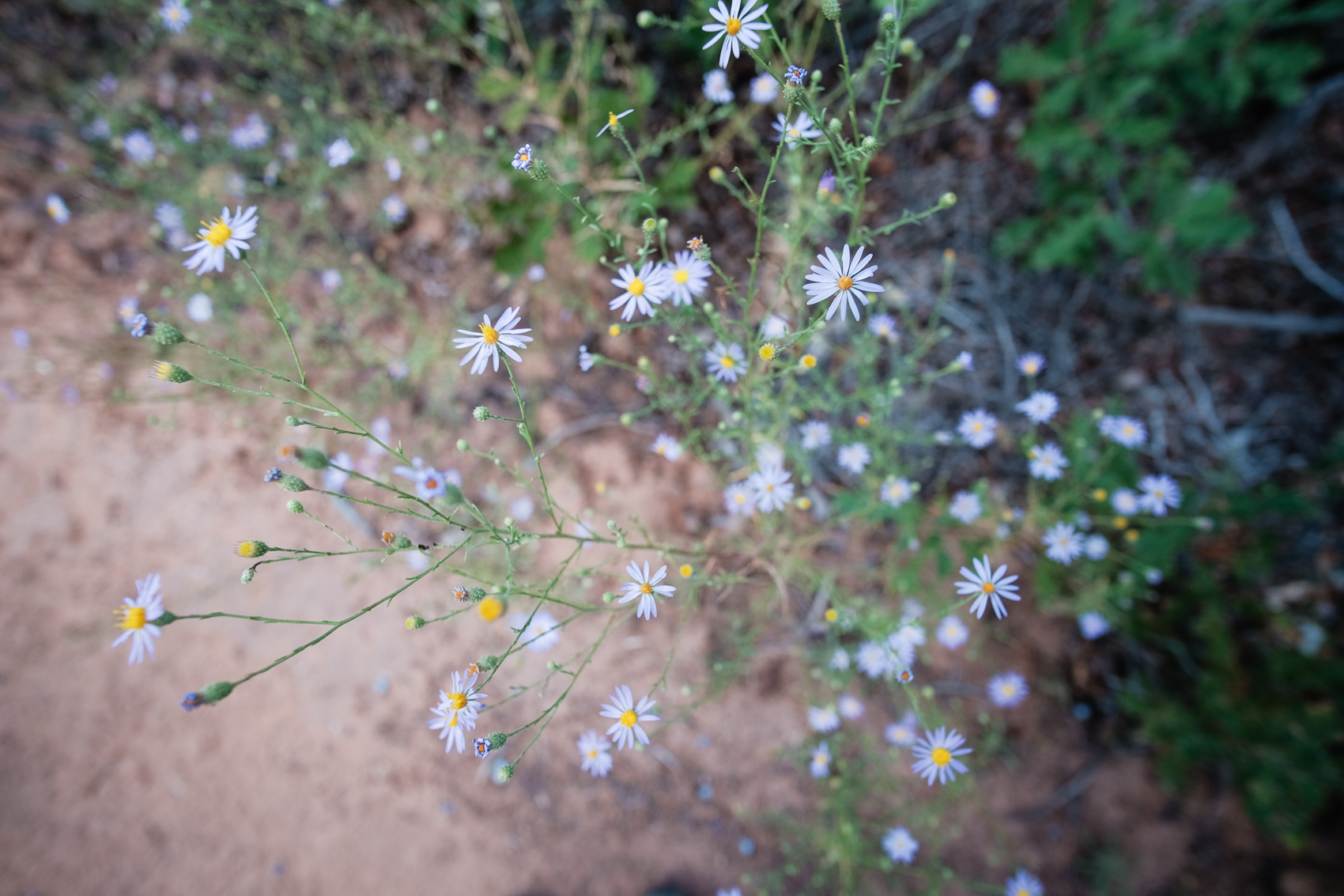  Canyonlands National Park, Utah. September 2015. 