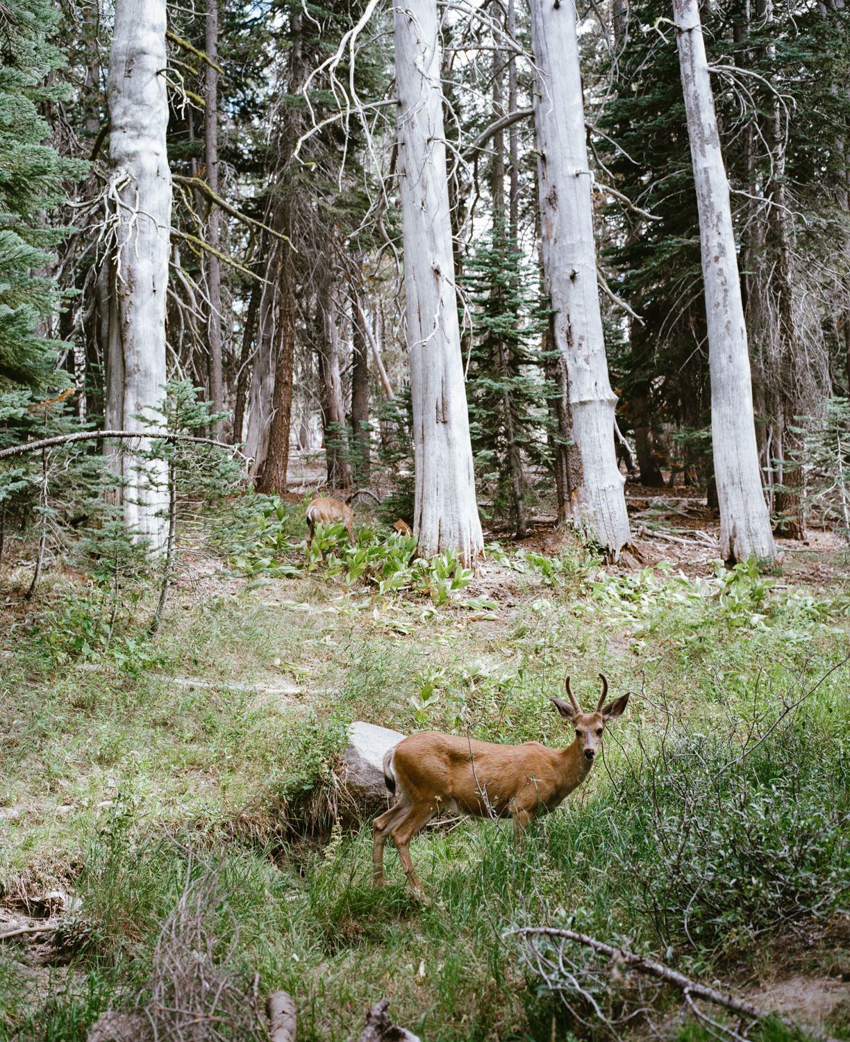 Yosemite National Park, CA. August 2015.