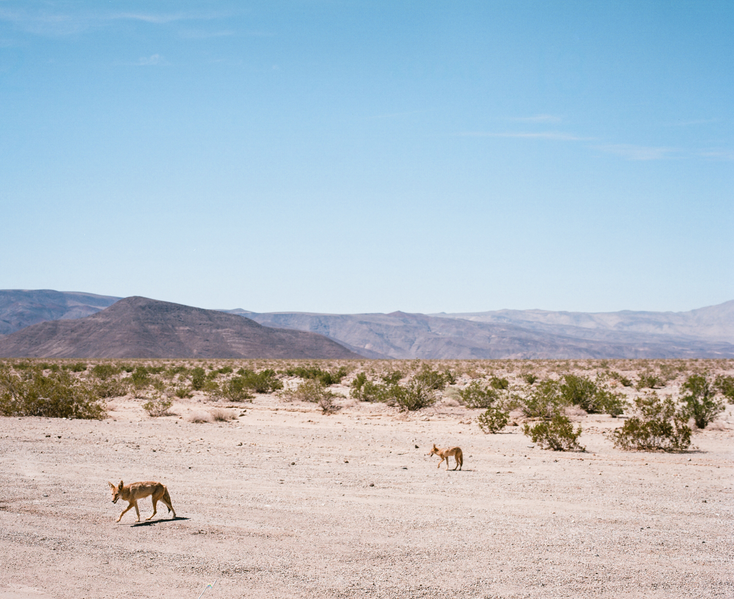  Coyotes. Death Valley, CA. August 2015. 