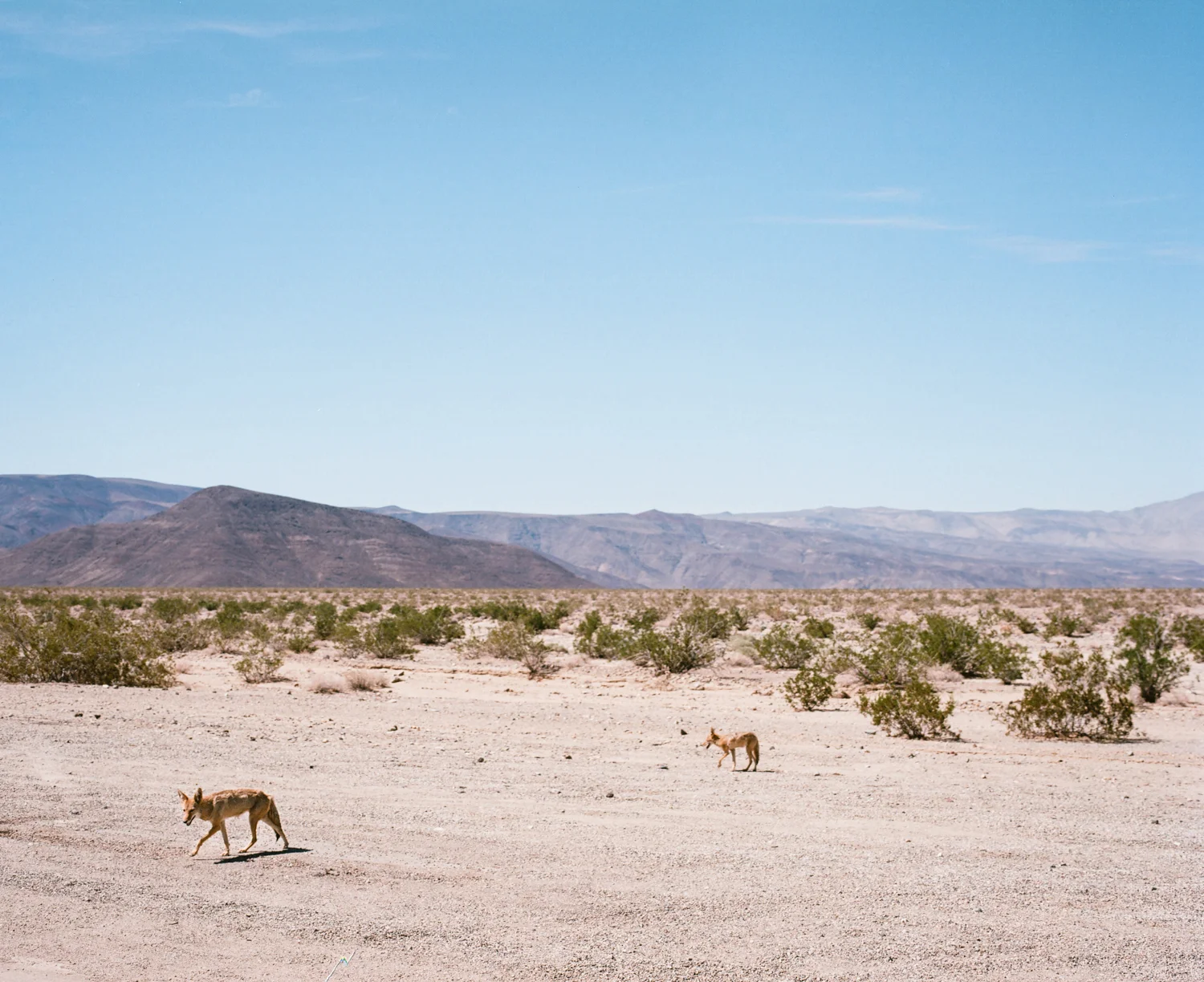 Coyotes. Death Valley, CA. August 2015.