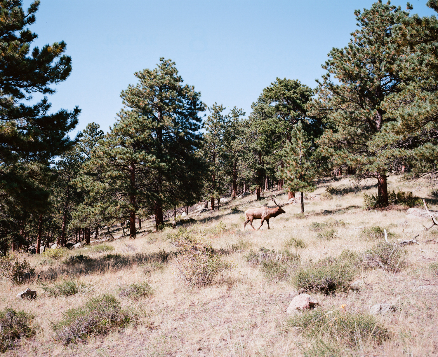  Elk. Rocky Mountain National Park, CO. September 2015. 