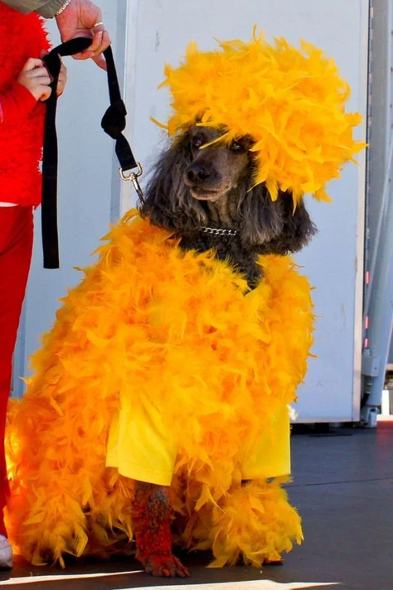 Dog Mess.jpg