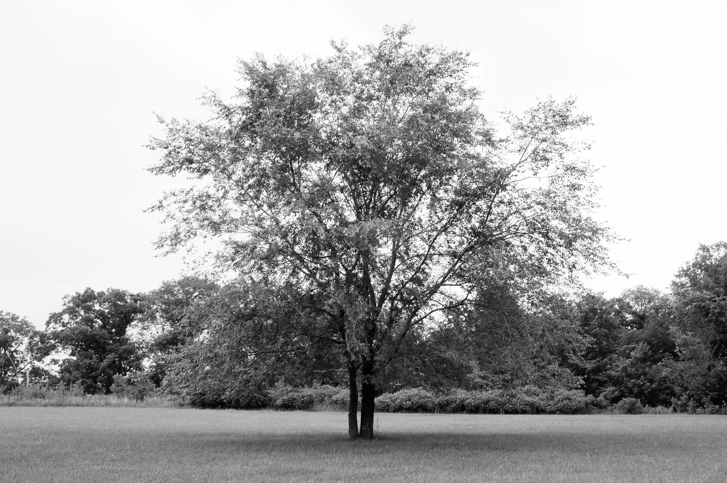 T30BW.jpg