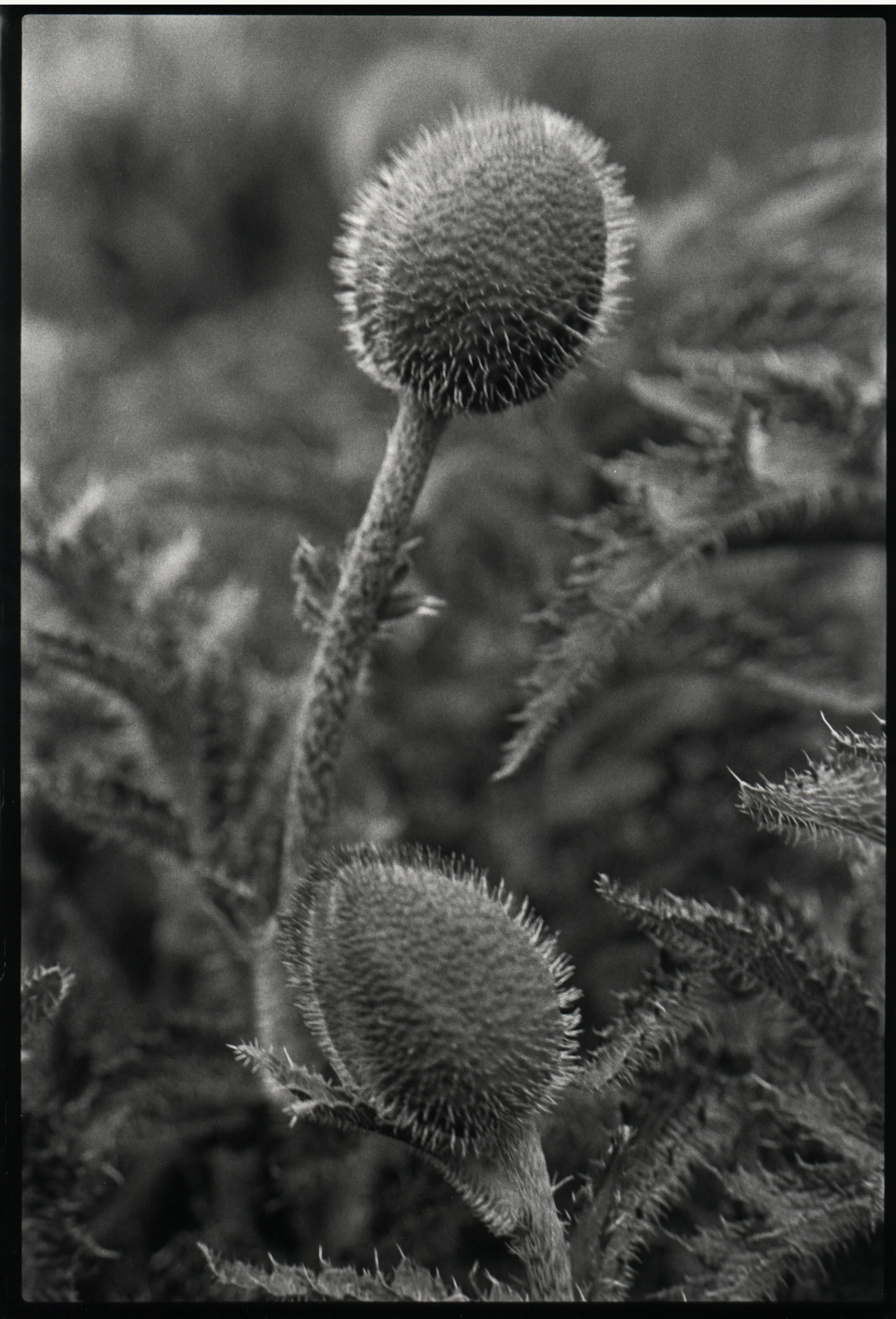 2 poppy pods.jpg