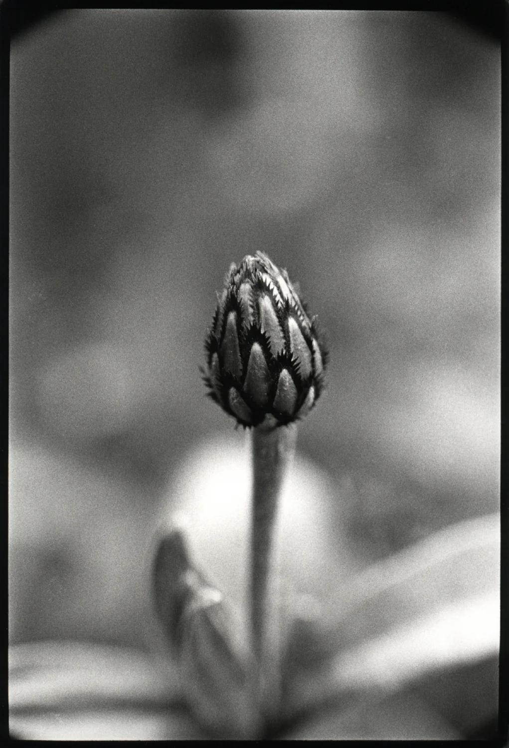 bud.jpg