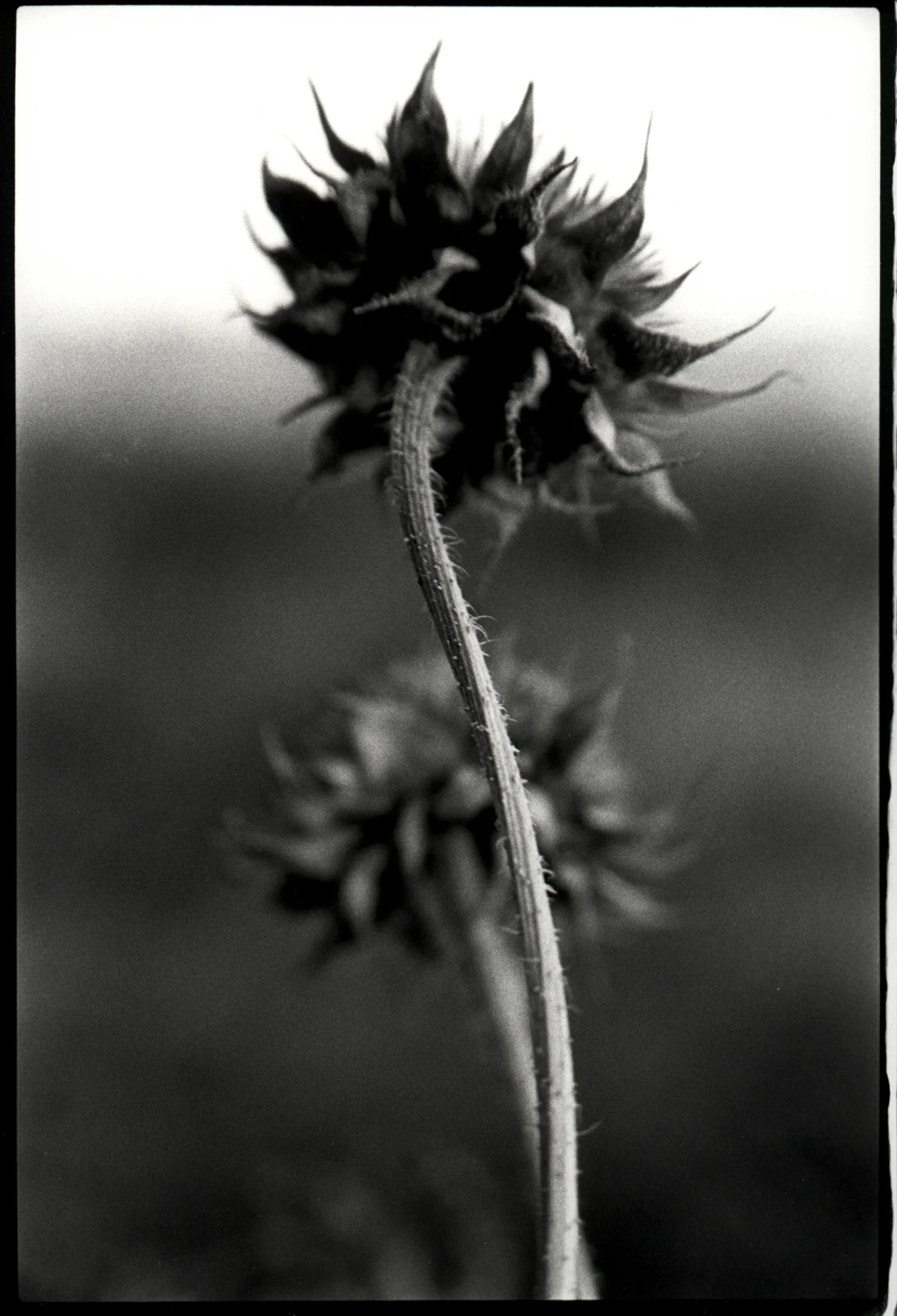 sunflower backs.jpg