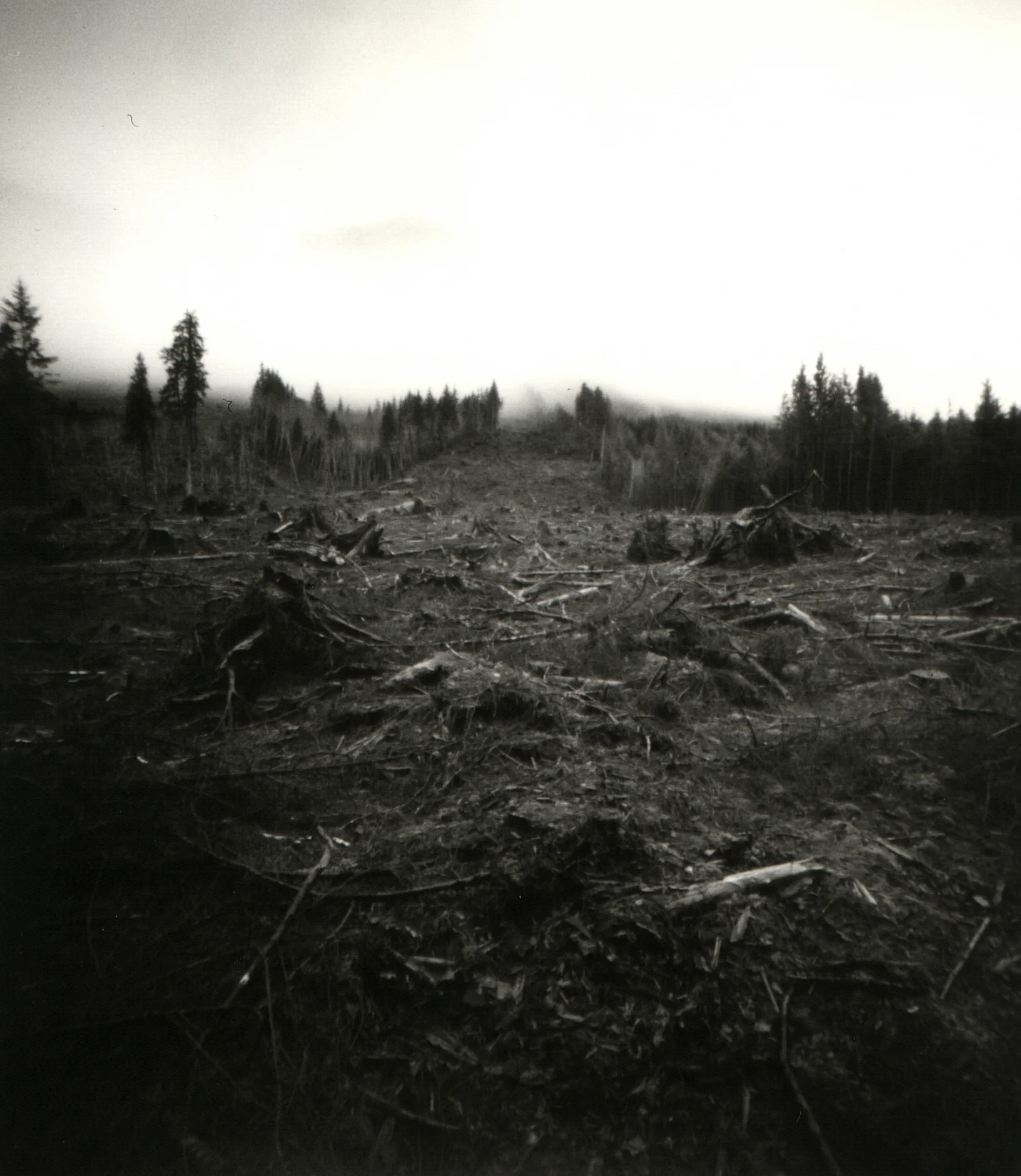 clearcut.jpg