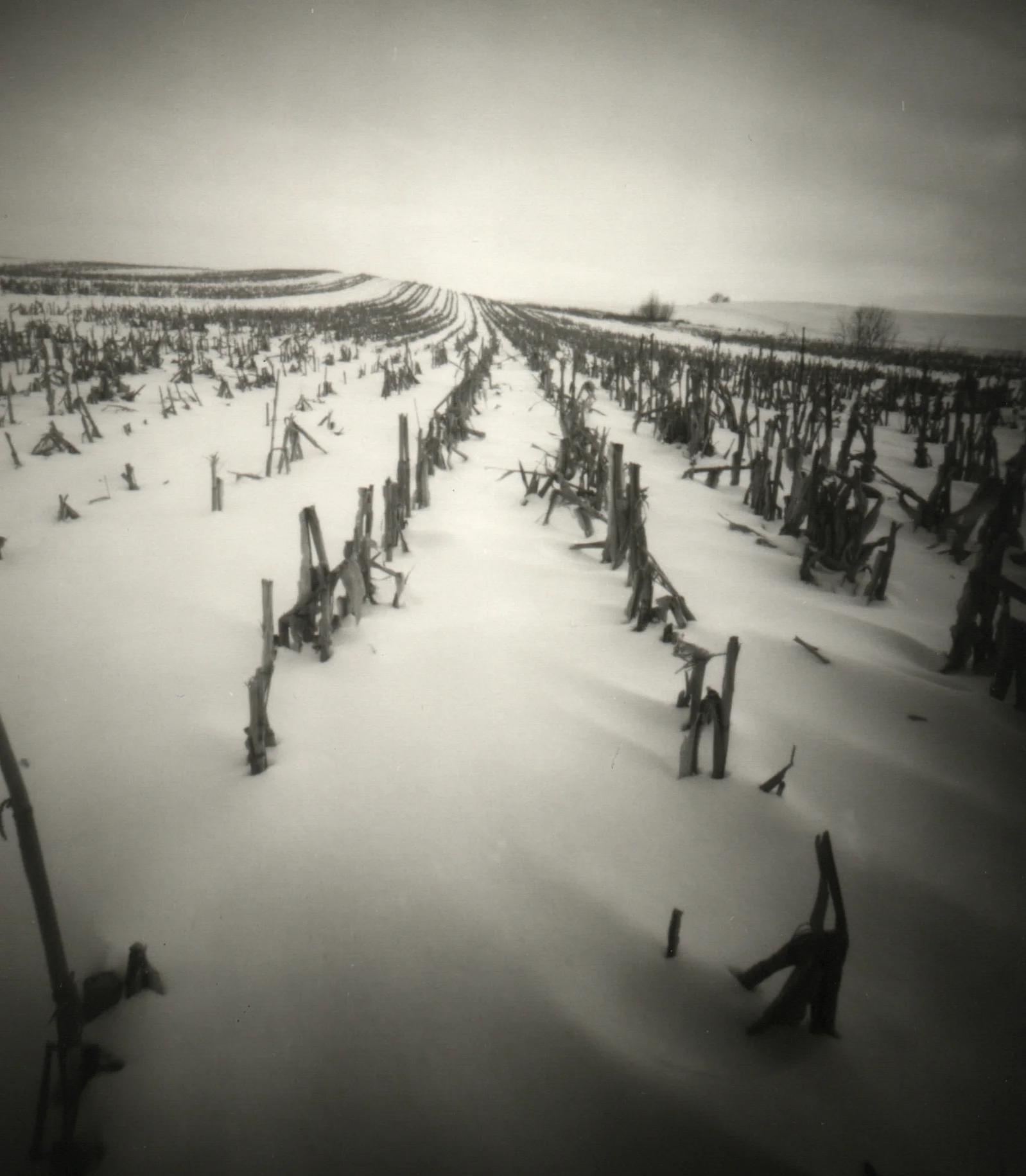 cornfield300.jpg