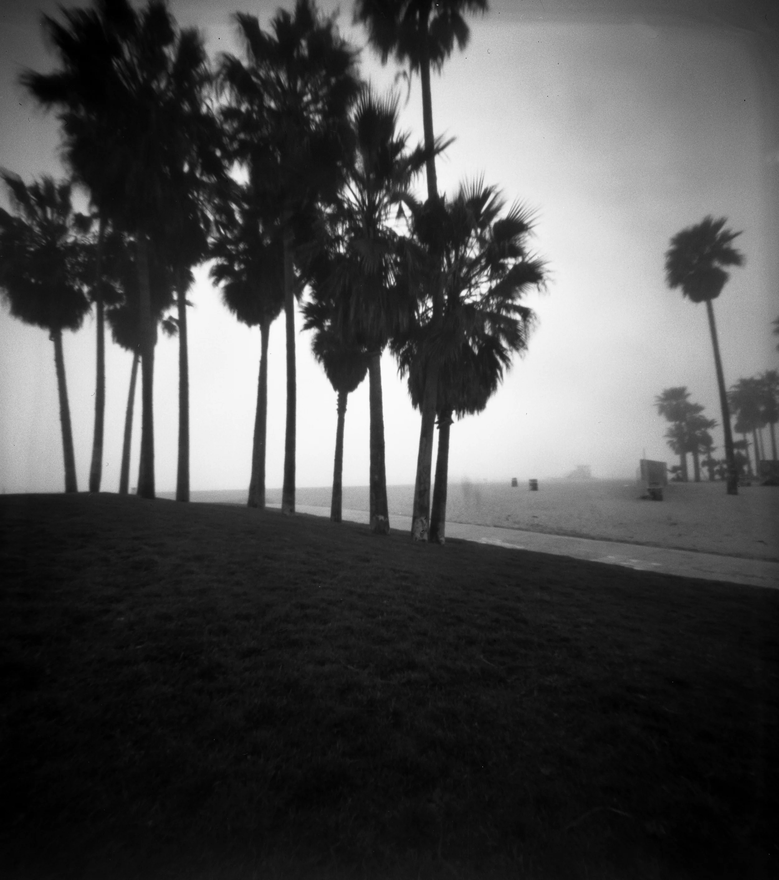 PINjanpalms2.jpg