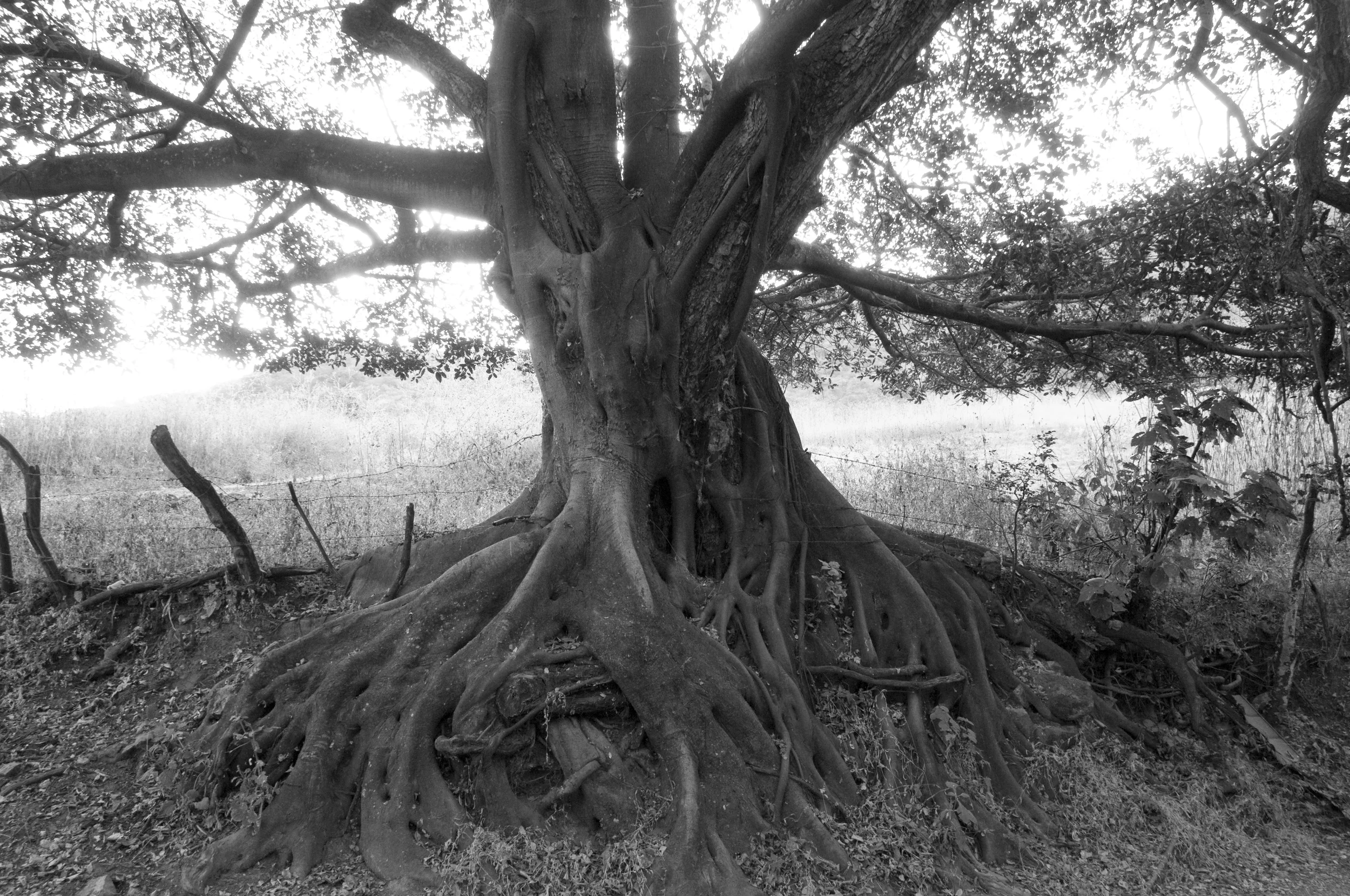 7196BW.jpg