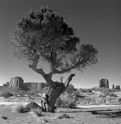 tree.jpg