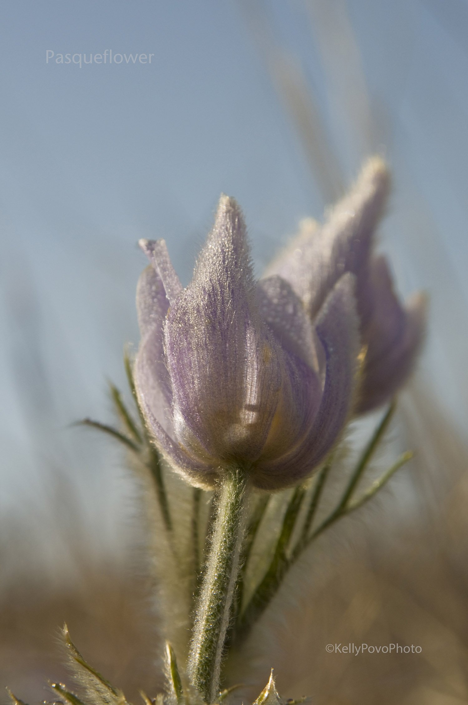 Pasqueflower2594.jpg