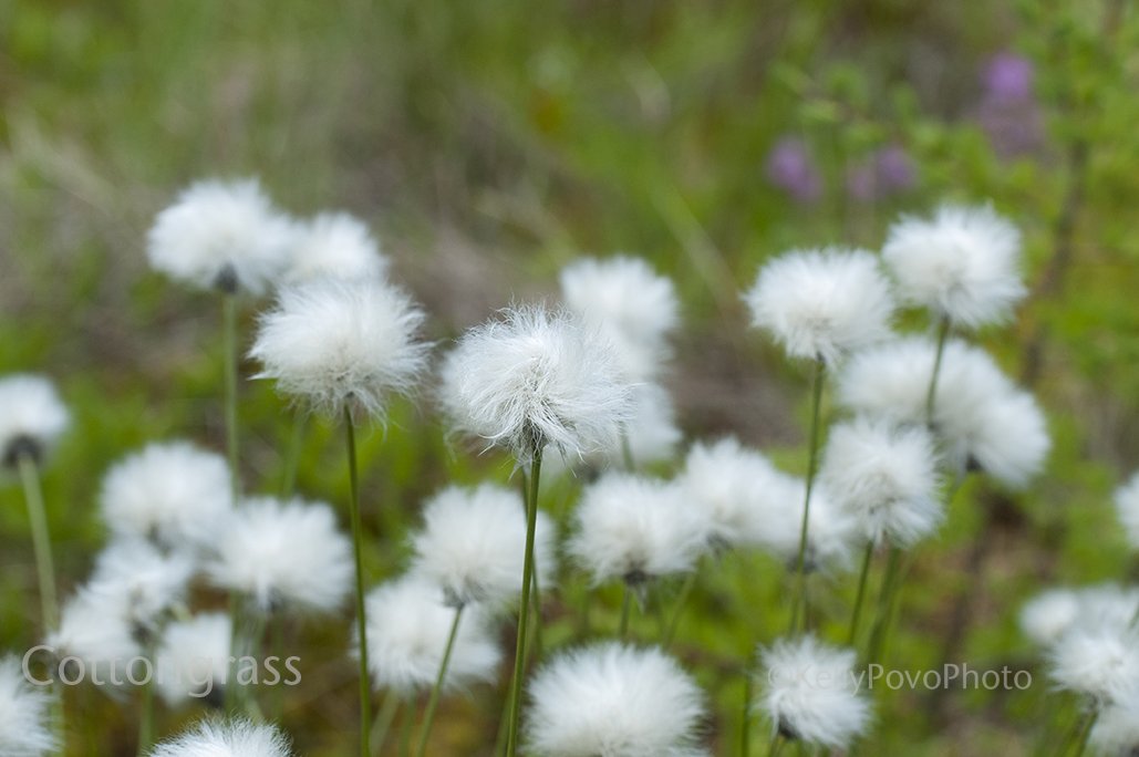 cottongrass_6614.jpg