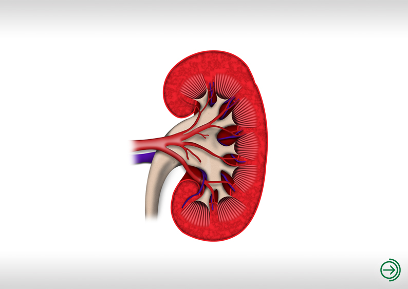 kidney.jpg
