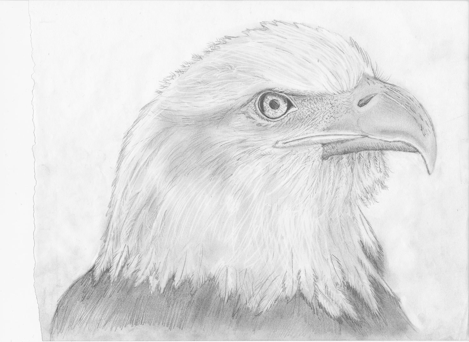 Veterans_Day_eagle_sketch.jpg