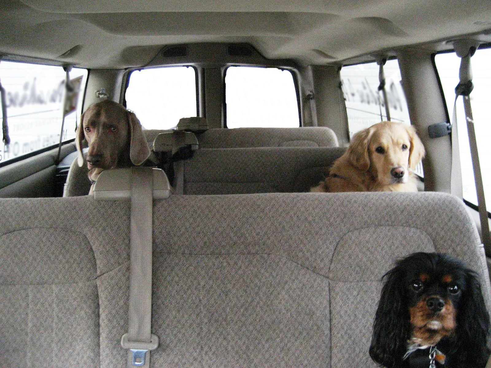 Shuttle-Dogs.jpg