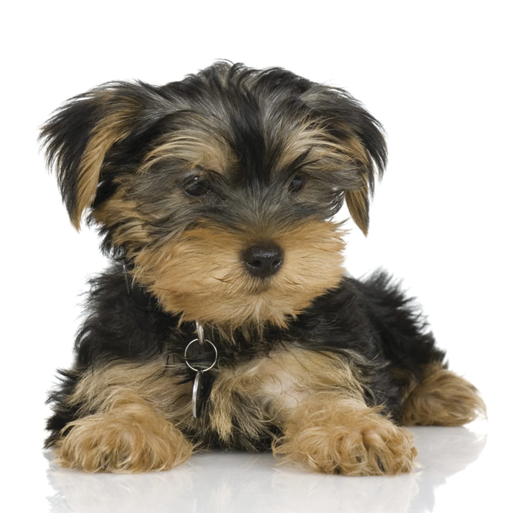 Tidy-Tails-Puppy.jpg