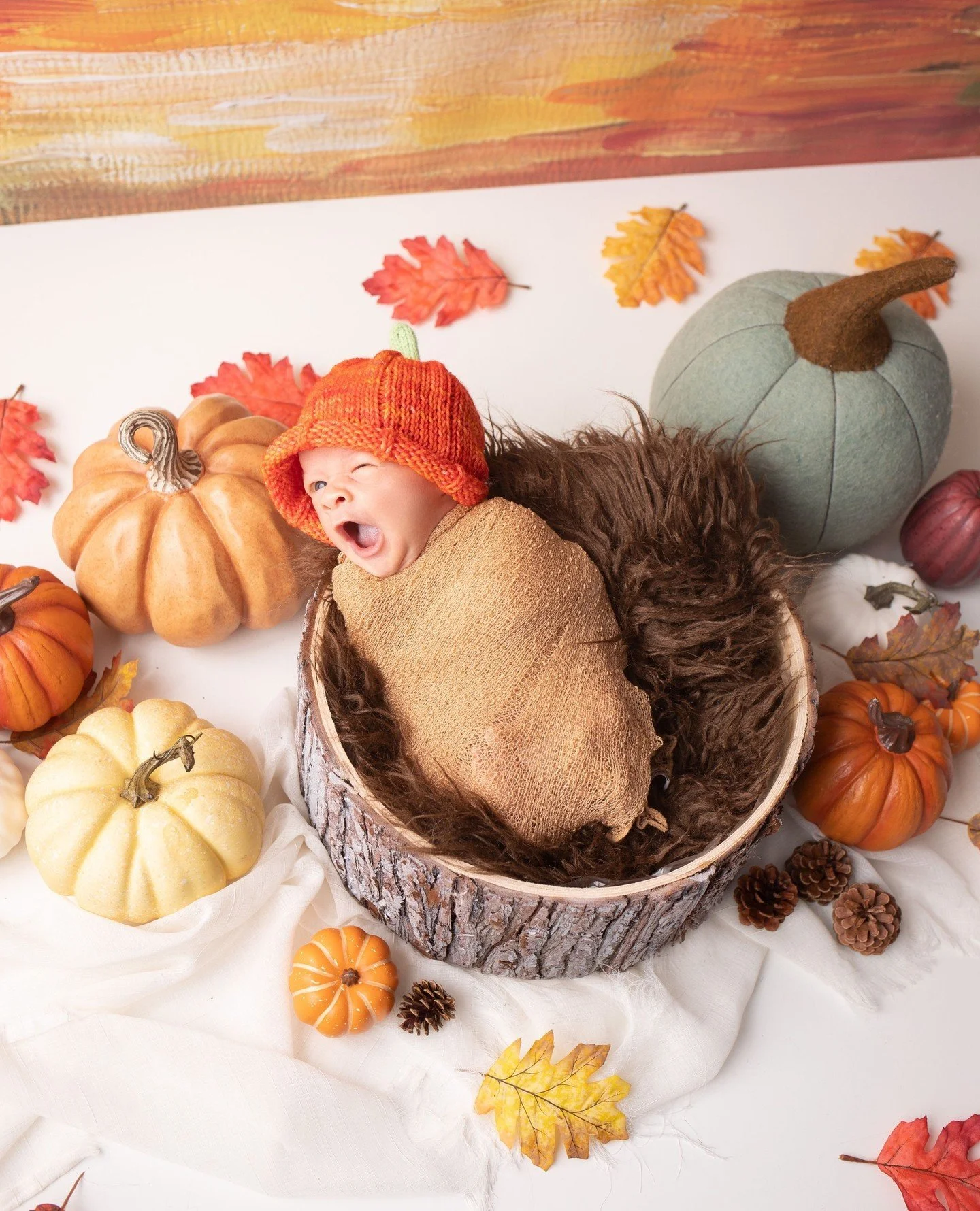 Biiiiiig yawn!! Happy mid-week!🍁⁠
⁠
 #pumpkin #priscillagreenphotography #cltphotography