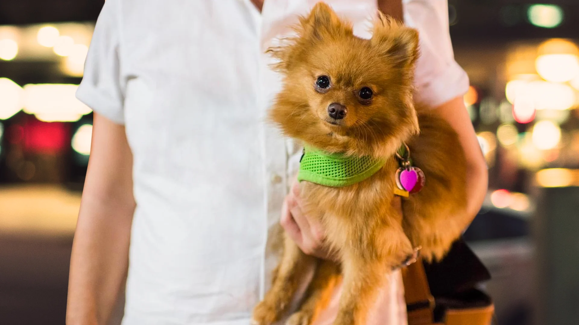Elias Weiss - The Dogist,