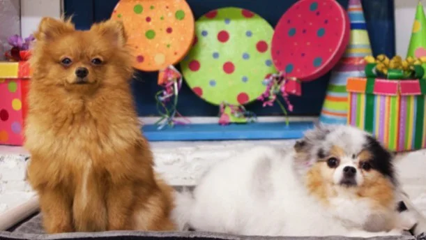 Did somebody say &ldquo;Celebrate&rdquo;?! Happy bday @destinythepomeranian 🎉🎁🎈Ready to party harder today than we did 2 years ago 😂❤️ @walterspetstyles #throwback #2yearsfriendship #queen #bff