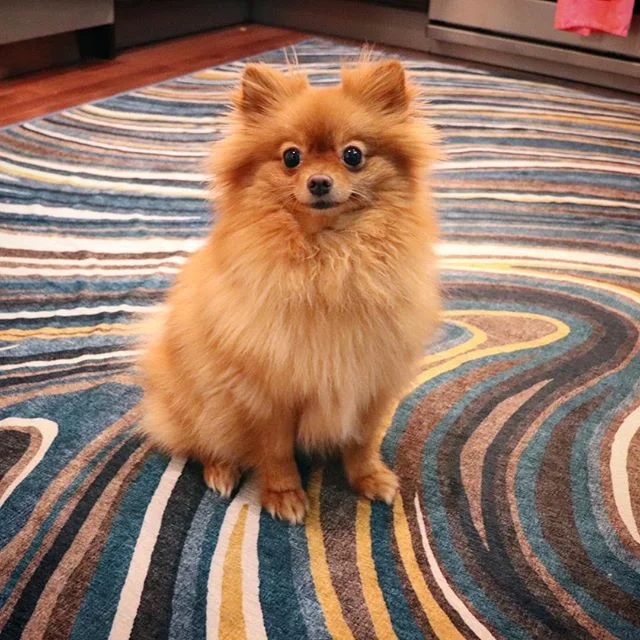 My thoughts on snow: 😐 @ruggable