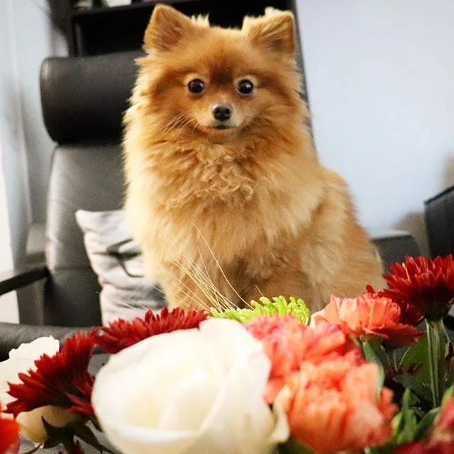 I&rsquo;ll trade you 🌷🌼🌸 for 🦃🦃🦃 - Happy Thanksgiving, friends!! ❤️🎉#thanksgiving #dogthanking #turkeyday