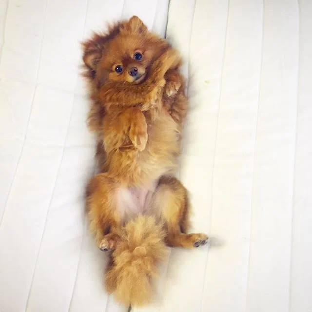 Draw me like one of your French Poms ❤️