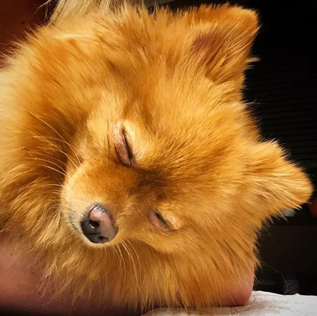 Snoozing away my #sundayscaries 😴