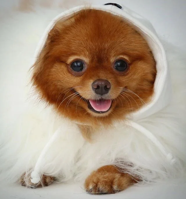 Celebrating #tot while wearing @hofnyc 💁&zwj;♀️ I&rsquo;m just a fluff wearing fluff ❤️
📸 @jasonhowardnyc