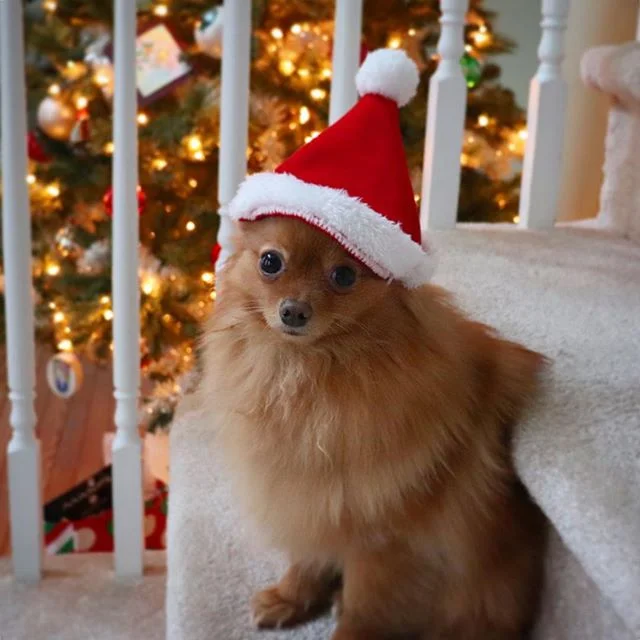 Merry Christmas to all of my furriends ❤️🎅🏻 #merrychristmas #santa #santapaws #hohoho