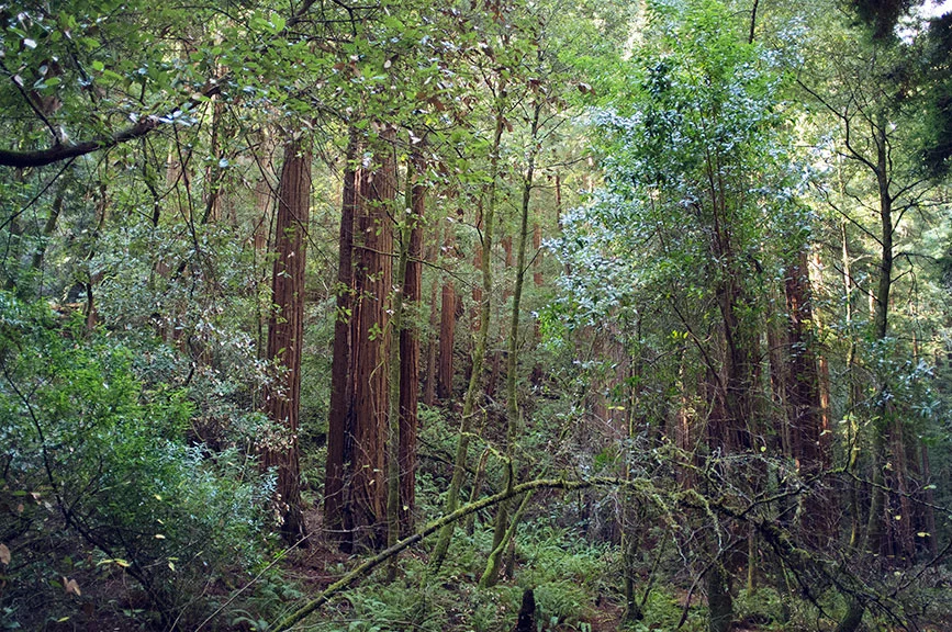 in_the_woods4.jpg