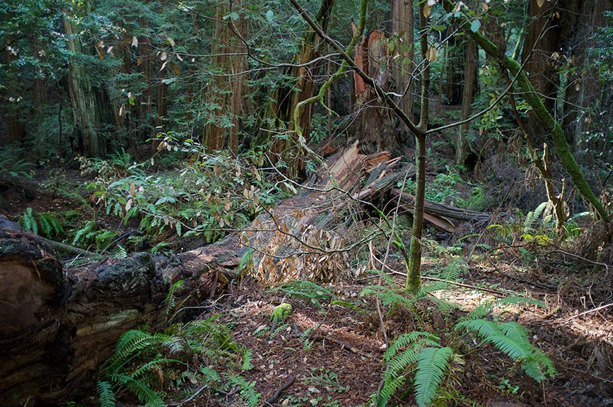 in_the_woods5.jpg