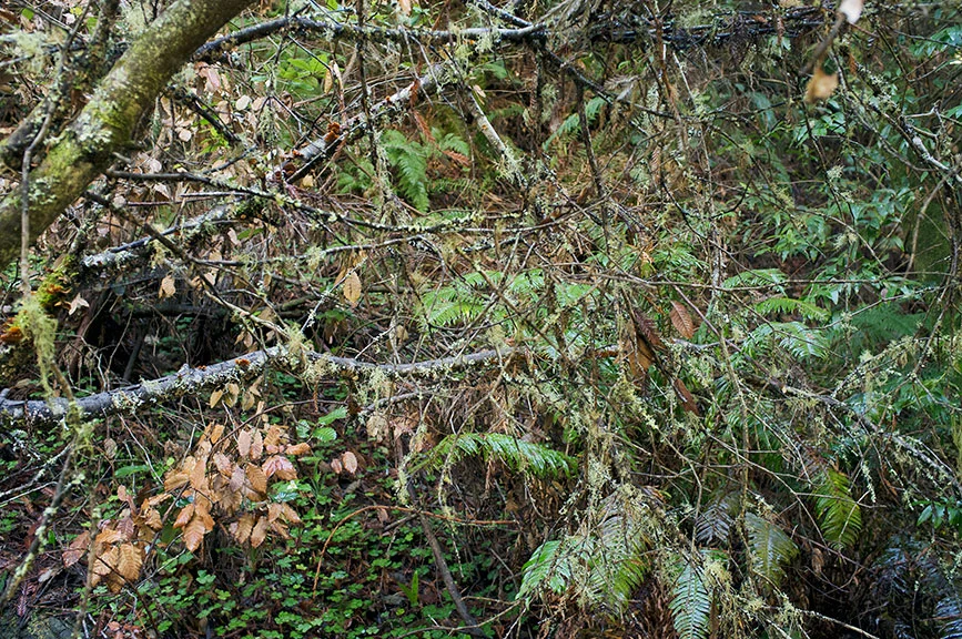 in_the_woods6.jpg