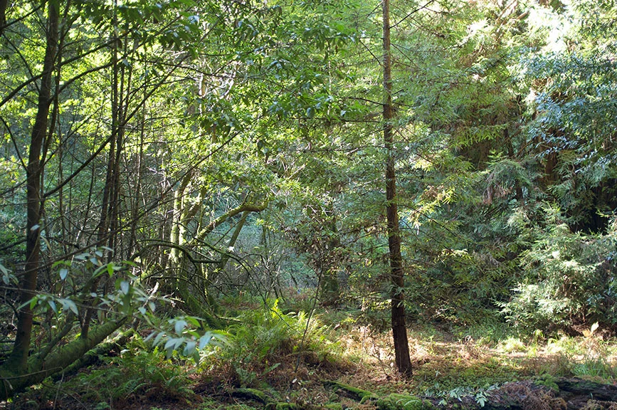 in_the_woods8.jpg