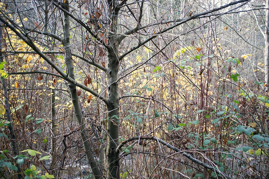 in_the_woods10.jpg