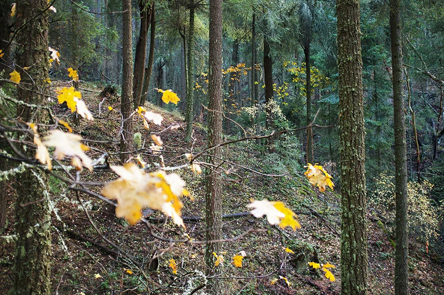 in_the_woods13.jpg
