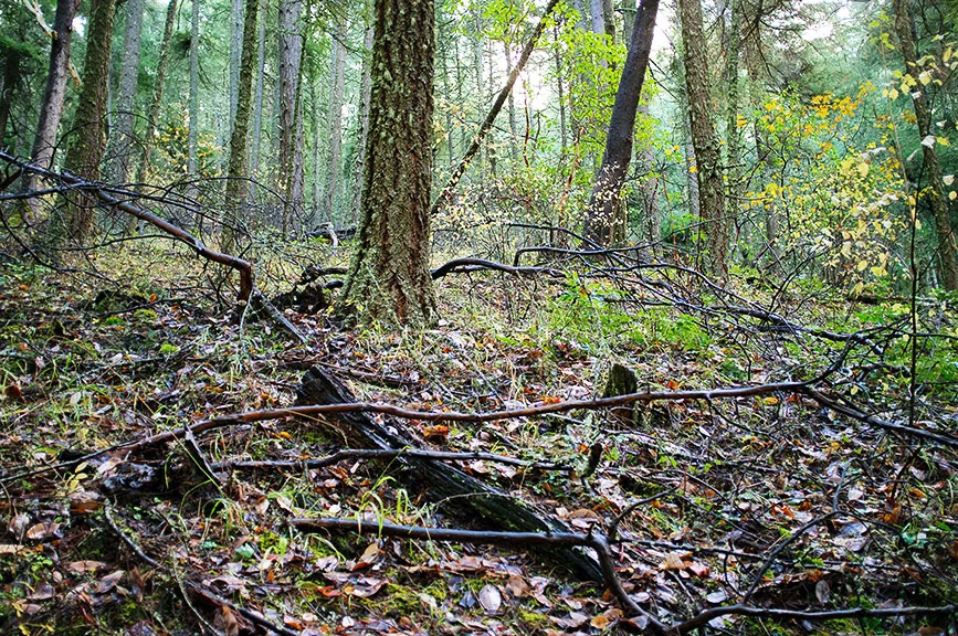 in_the_woods15.jpg