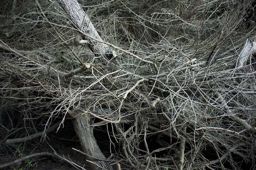 in_the_woods20.jpg