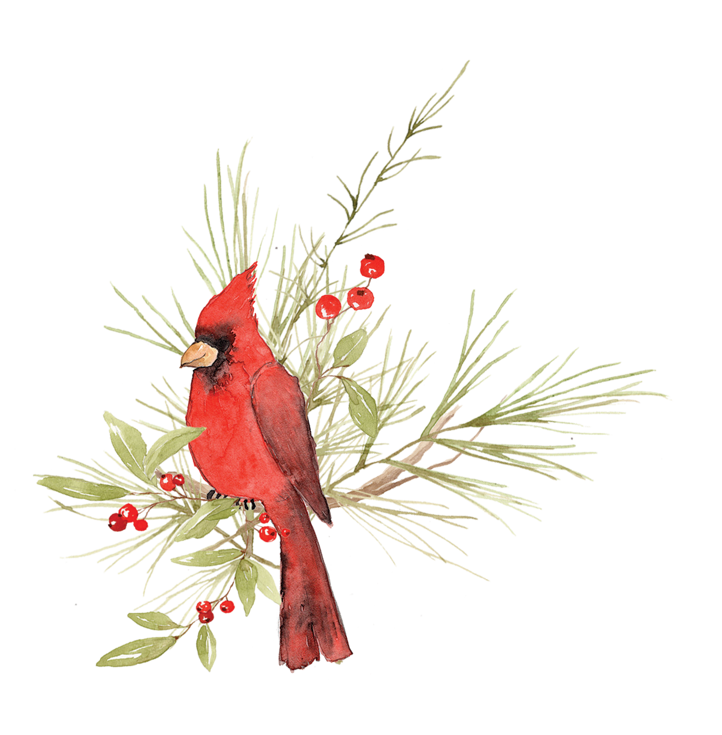 Cardinal_on_Branch_2.png