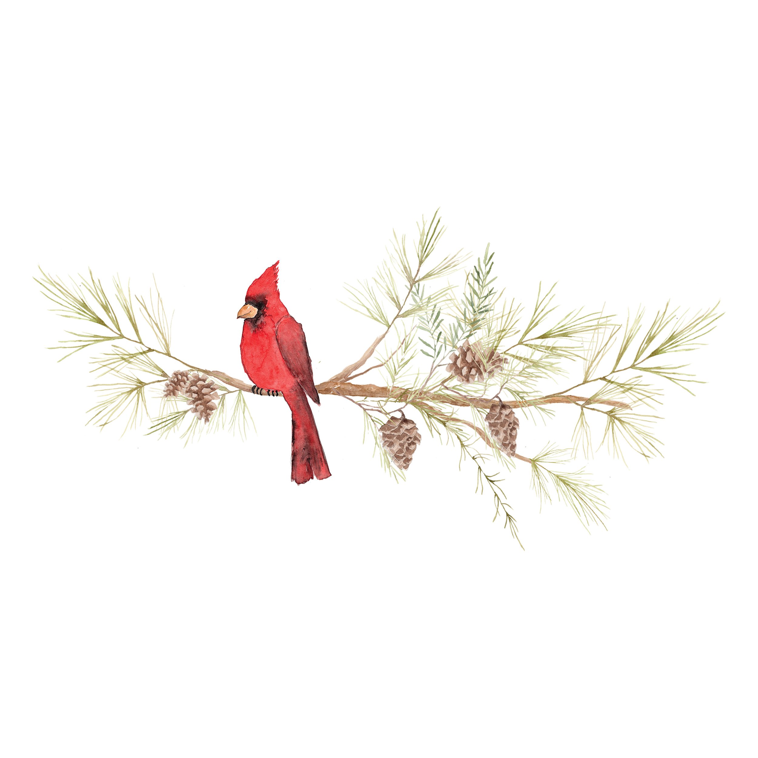 Cardinal_on_Branch_3.jpg